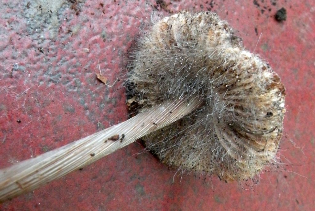 Funghi irsuti....